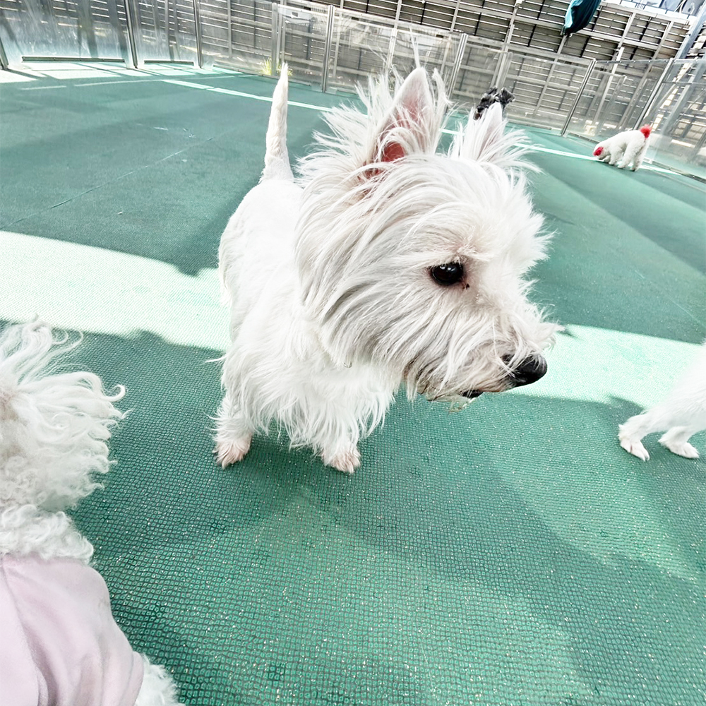 生徒が撮影してくれたモデル犬☆①
